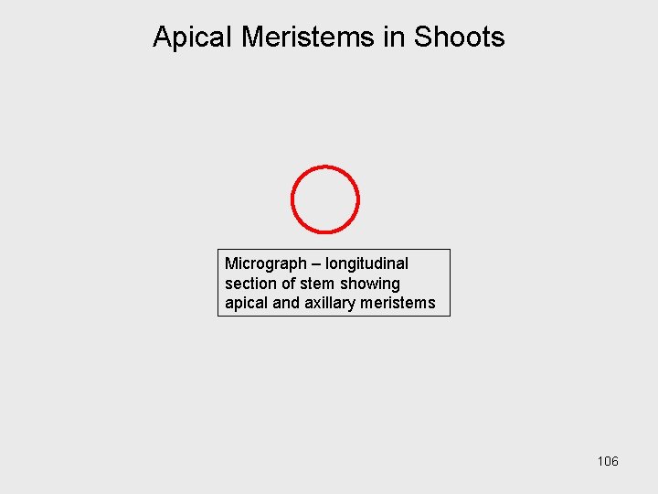 Apical Meristems in Shoots Micrograph – longitudinal section of stem showing apical and axillary Apical Meristems in Shoots Micrograph – longitudinal section of stem showing apical and axillary