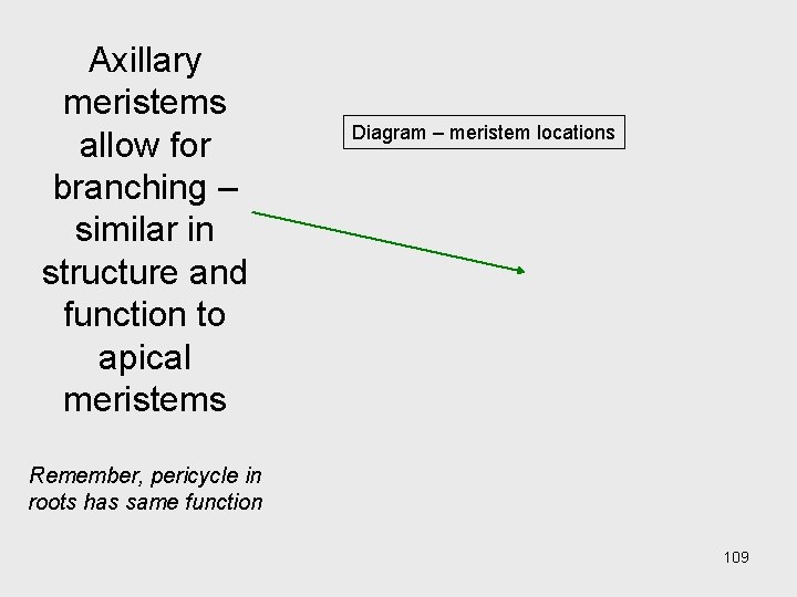 Axillary meristems allow for branching – similar in structure and function to apical meristems Axillary meristems allow for branching – similar in structure and function to apical meristems