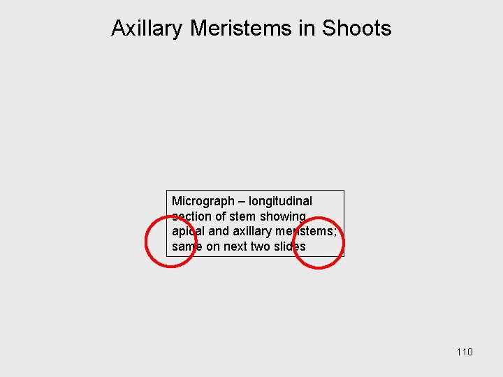 Axillary Meristems in Shoots Micrograph – longitudinal section of stem showing apical and axillary Axillary Meristems in Shoots Micrograph – longitudinal section of stem showing apical and axillary