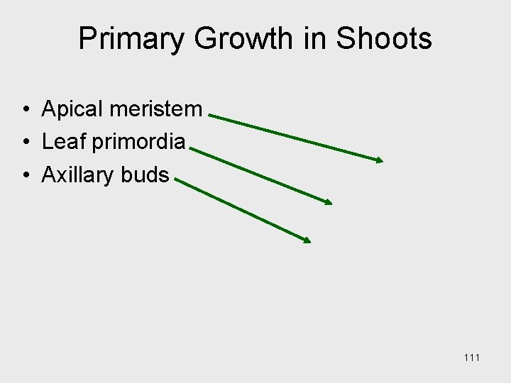 Primary Growth in Shoots • Apical meristem • Leaf primordia • Axillary buds 111 Primary Growth in Shoots • Apical meristem • Leaf primordia • Axillary buds 111