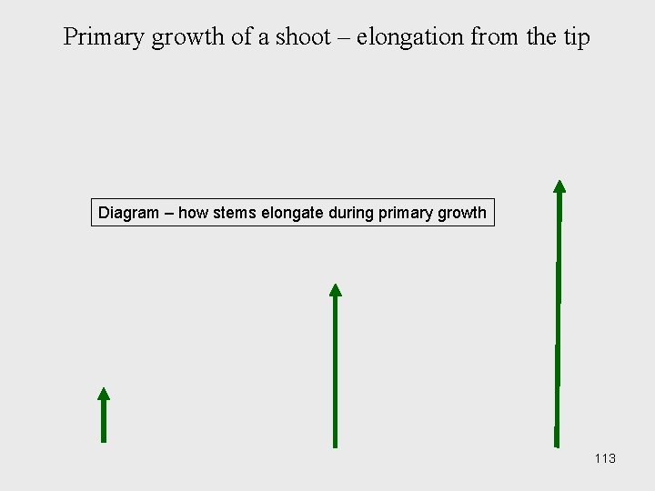 Primary growth of a shoot – elongation from the tip Diagram – how stems Primary growth of a shoot – elongation from the tip Diagram – how stems