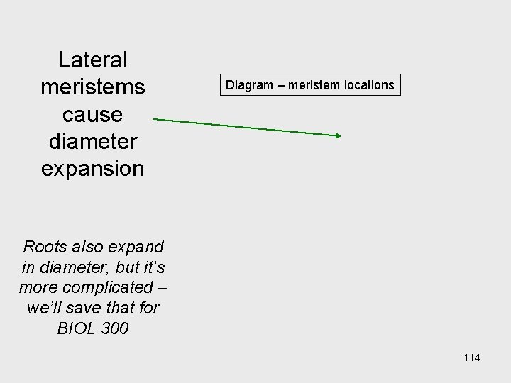 Lateral meristems cause diameter expansion Diagram – meristem locations Roots also expand in diameter, Lateral meristems cause diameter expansion Diagram – meristem locations Roots also expand in diameter,