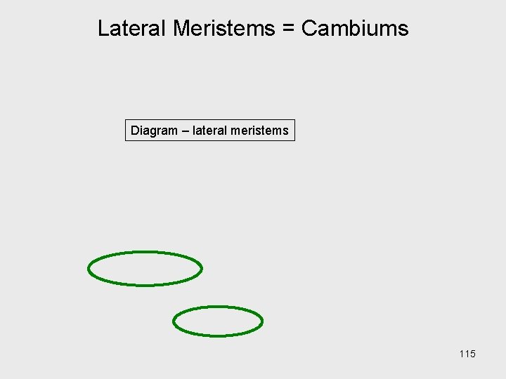 Lateral Meristems = Cambiums Diagram – lateral meristems 115 Lateral Meristems = Cambiums Diagram – lateral meristems 115