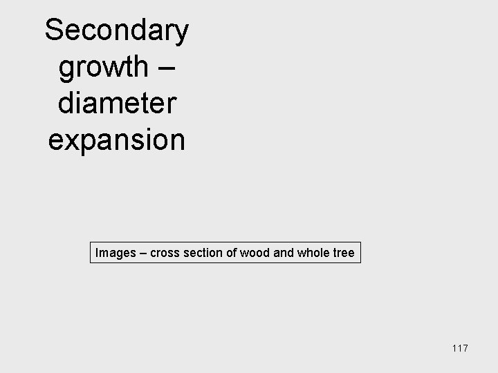 Secondary growth – diameter expansion Images – cross section of wood and whole tree Secondary growth – diameter expansion Images – cross section of wood and whole tree