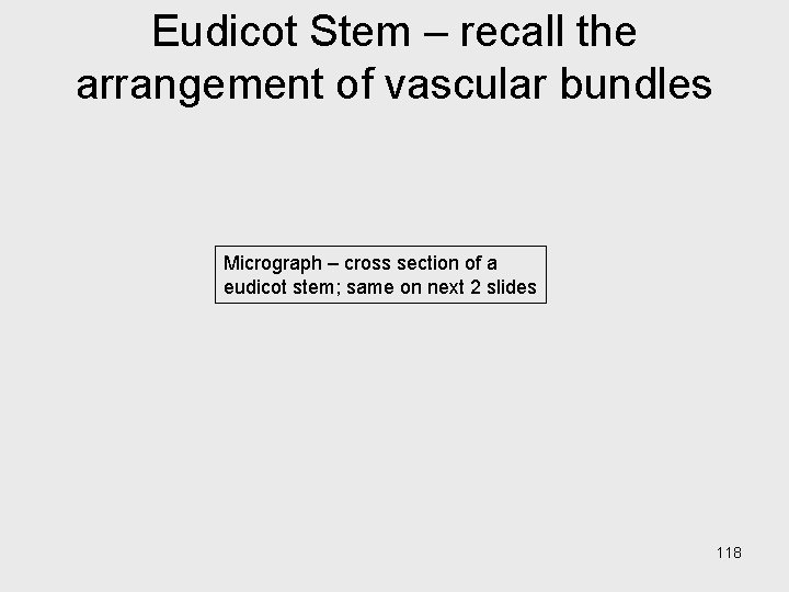 Eudicot Stem – recall the arrangement of vascular bundles Micrograph – cross section of Eudicot Stem – recall the arrangement of vascular bundles Micrograph – cross section of