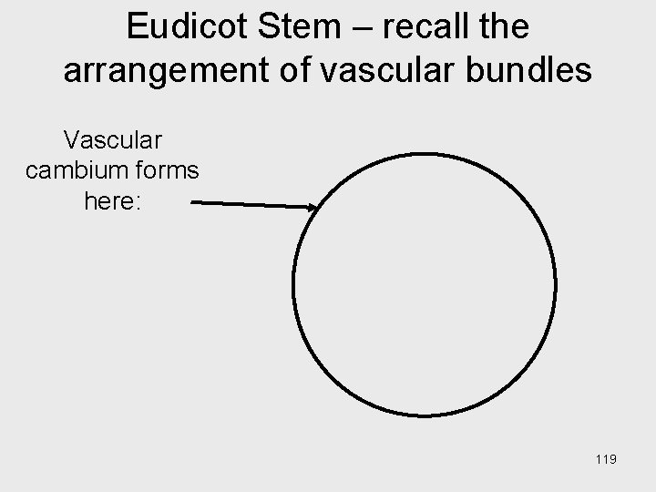 Eudicot Stem – recall the arrangement of vascular bundles Vascular cambium forms here: 119 Eudicot Stem – recall the arrangement of vascular bundles Vascular cambium forms here: 119