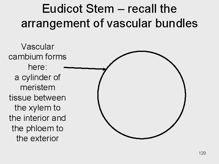Eudicot Stem – recall the arrangement of vascular bundles Vascular cambium forms here: a Eudicot Stem – recall the arrangement of vascular bundles Vascular cambium forms here: a