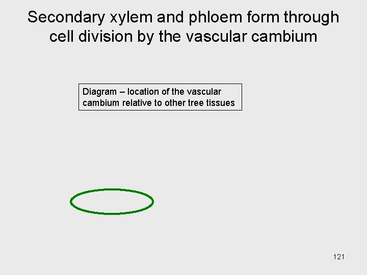 Secondary xylem and phloem form through cell division by the vascular cambium Diagram – Secondary xylem and phloem form through cell division by the vascular cambium Diagram –