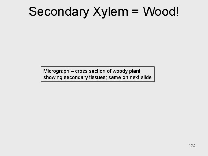 Secondary Xylem = Wood! Micrograph – cross section of woody plant showing secondary tissues; Secondary Xylem = Wood! Micrograph – cross section of woody plant showing secondary tissues;
