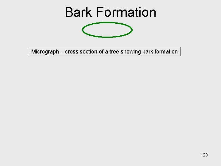 Bark Formation Micrograph – cross section of a tree showing bark formation 129 Bark Formation Micrograph – cross section of a tree showing bark formation 129