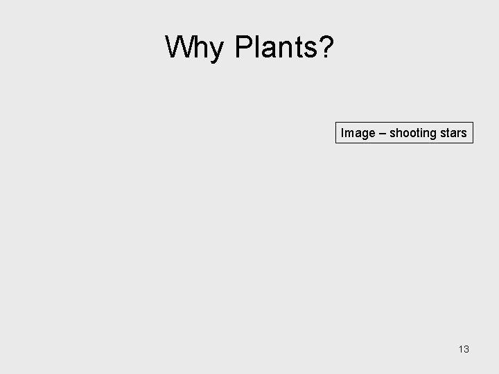 Why Plants? Image – shooting stars 13 Why Plants? Image – shooting stars 13