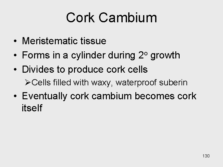 Cork Cambium • Meristematic tissue • Forms in a cylinder during 2 o growth Cork Cambium • Meristematic tissue • Forms in a cylinder during 2 o growth