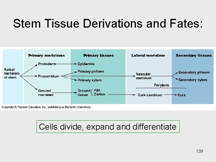 Stem Tissue Derivations and Fates: Diagram – how undifferentiated cells develop into the tissues Stem Tissue Derivations and Fates: Diagram – how undifferentiated cells develop into the tissues