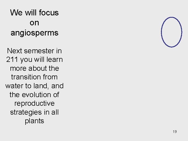 We will focus on angiosperms Next semester in 211 you will learn more about We will focus on angiosperms Next semester in 211 you will learn more about