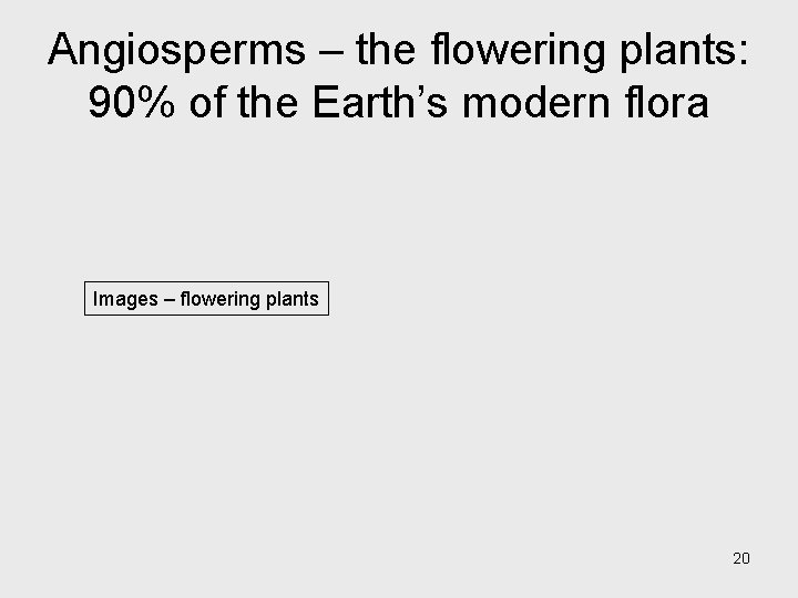Angiosperms – the flowering plants: 90% of the Earth’s modern flora Images – flowering Angiosperms – the flowering plants: 90% of the Earth’s modern flora Images – flowering