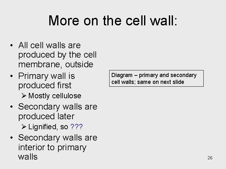 More on the cell wall: • All cell walls are produced by the cell More on the cell wall: • All cell walls are produced by the cell