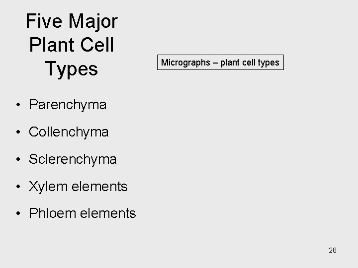 Five Major Plant Cell Types Micrographs – plant cell types • Parenchyma • Collenchyma Five Major Plant Cell Types Micrographs – plant cell types • Parenchyma • Collenchyma