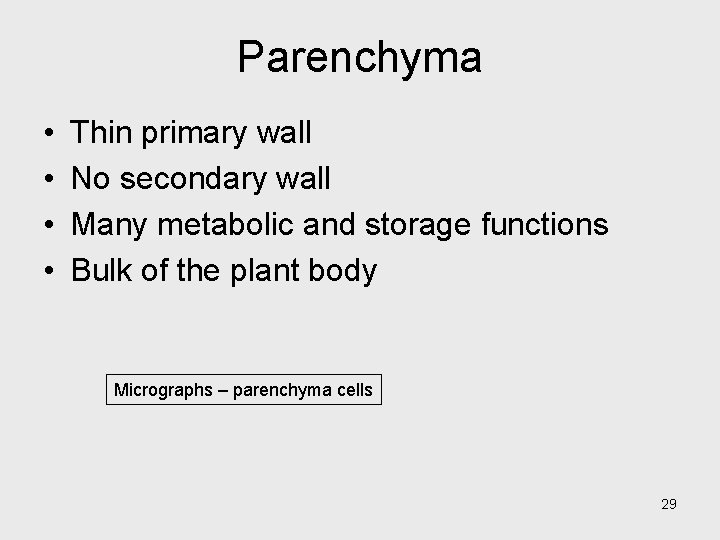 Parenchyma • • Thin primary wall No secondary wall Many metabolic and storage functions Parenchyma • • Thin primary wall No secondary wall Many metabolic and storage functions