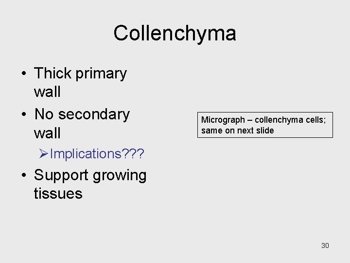 Collenchyma • Thick primary wall • No secondary wall Micrograph – collenchyma cells; same Collenchyma • Thick primary wall • No secondary wall Micrograph – collenchyma cells; same