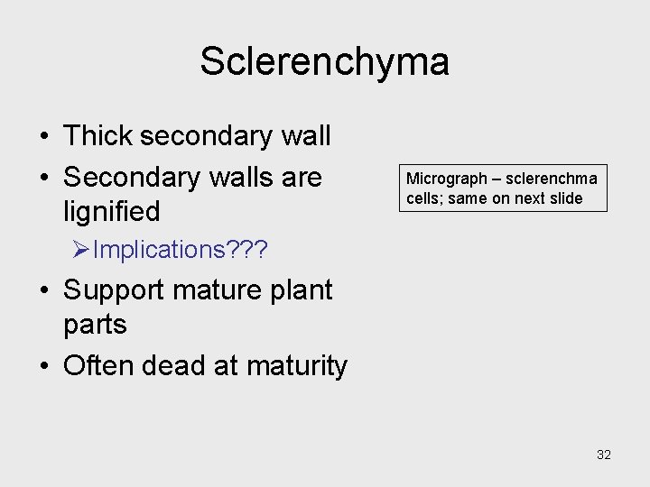 Sclerenchyma • Thick secondary wall • Secondary walls are lignified Micrograph – sclerenchma cells; Sclerenchyma • Thick secondary wall • Secondary walls are lignified Micrograph – sclerenchma cells;