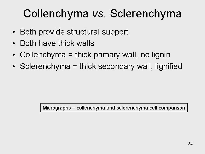 Collenchyma vs. Sclerenchyma • • Both provide structural support Both have thick walls Collenchyma Collenchyma vs. Sclerenchyma • • Both provide structural support Both have thick walls Collenchyma