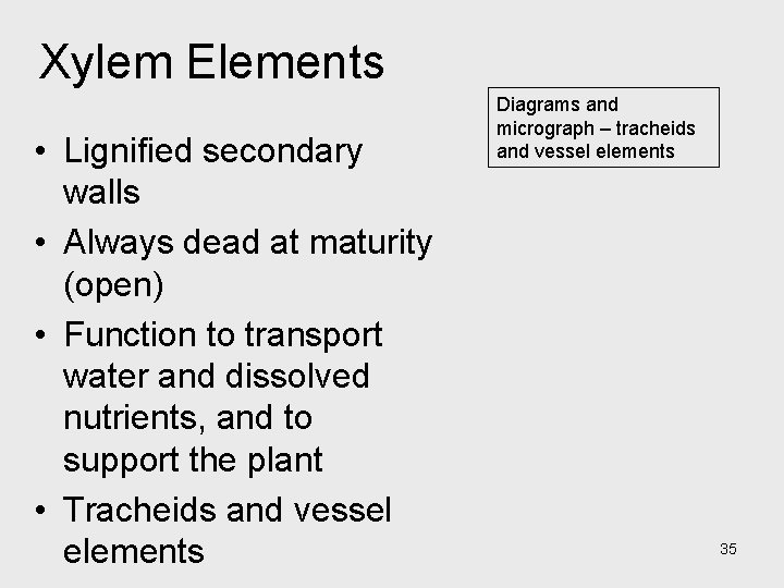 Xylem Elements • Lignified secondary walls • Always dead at maturity (open) • Function Xylem Elements • Lignified secondary walls • Always dead at maturity (open) • Function