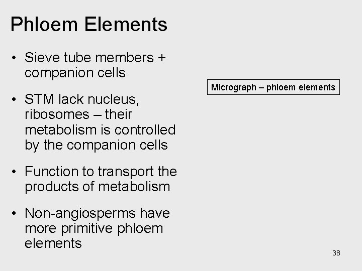 Phloem Elements • Sieve tube members + companion cells • STM lack nucleus, ribosomes Phloem Elements • Sieve tube members + companion cells • STM lack nucleus, ribosomes