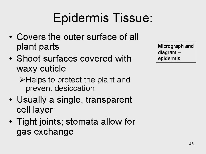 Epidermis Tissue: • Covers the outer surface of all plant parts • Shoot surfaces Epidermis Tissue: • Covers the outer surface of all plant parts • Shoot surfaces