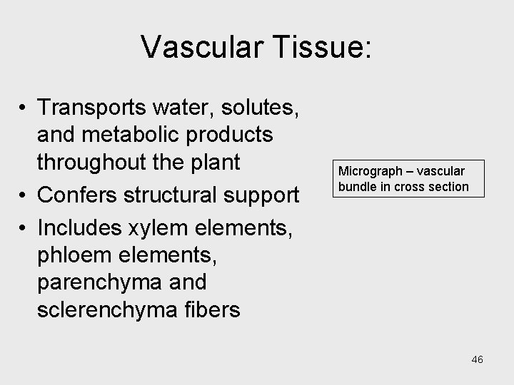 Vascular Tissue: • Transports water, solutes, and metabolic products throughout the plant • Confers Vascular Tissue: • Transports water, solutes, and metabolic products throughout the plant • Confers