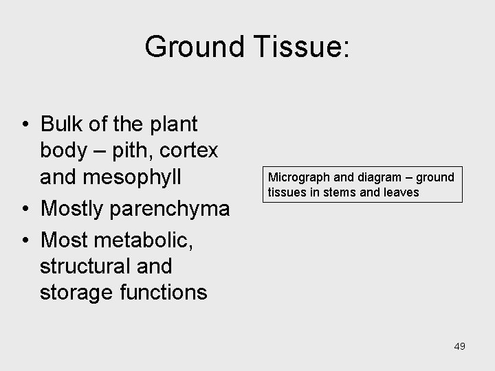 Ground Tissue: • Bulk of the plant body – pith, cortex and mesophyll • Ground Tissue: • Bulk of the plant body – pith, cortex and mesophyll •