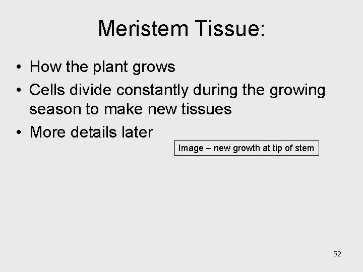 Meristem Tissue: • How the plant grows • Cells divide constantly during the growing Meristem Tissue: • How the plant grows • Cells divide constantly during the growing
