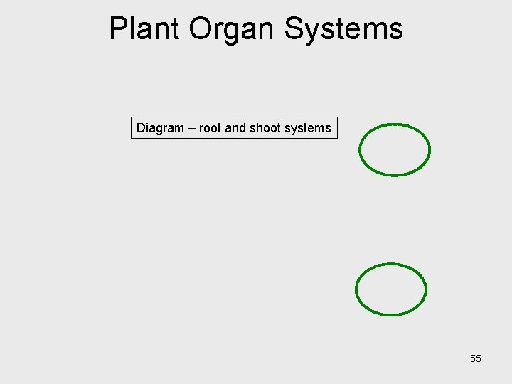 Plant Organ Systems Diagram – root and shoot systems 55 Plant Organ Systems Diagram – root and shoot systems 55