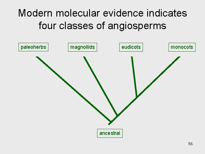 Modern molecular evidence indicates four classes of angiosperms paleoherbs magnoliids eudicots monocots ancestral 56 Modern molecular evidence indicates four classes of angiosperms paleoherbs magnoliids eudicots monocots ancestral 56
