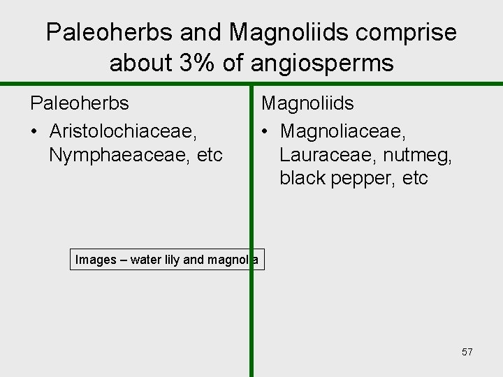 Paleoherbs and Magnoliids comprise about 3% of angiosperms Paleoherbs • Aristolochiaceae, Nymphaeaceae, etc Magnoliids Paleoherbs and Magnoliids comprise about 3% of angiosperms Paleoherbs • Aristolochiaceae, Nymphaeaceae, etc Magnoliids
