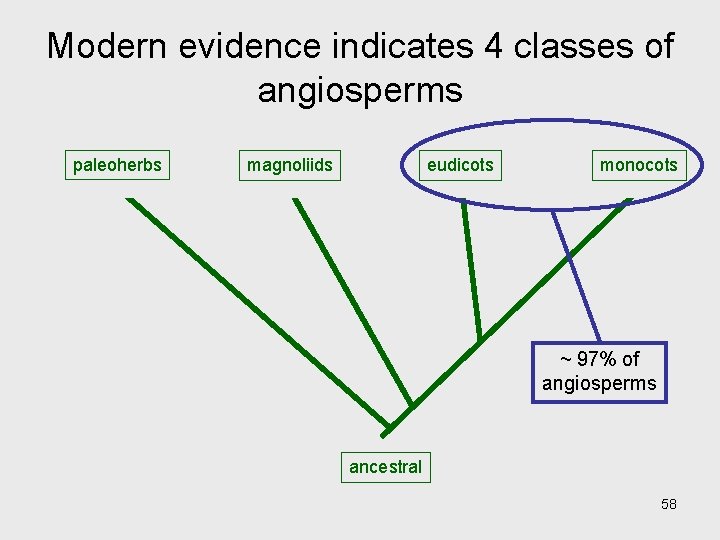 Modern evidence indicates 4 classes of angiosperms paleoherbs magnoliids eudicots monocots ~ 97% of Modern evidence indicates 4 classes of angiosperms paleoherbs magnoliids eudicots monocots ~ 97% of