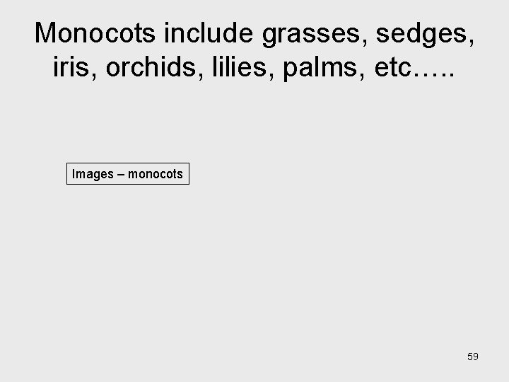 Monocots include grasses, sedges, iris, orchids, lilies, palms, etc…. . Images – monocots 59 Monocots include grasses, sedges, iris, orchids, lilies, palms, etc…. . Images – monocots 59