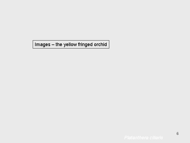 Images – the yellow fringed orchid Platanthera ciliaris 6 Images – the yellow fringed orchid Platanthera ciliaris 6