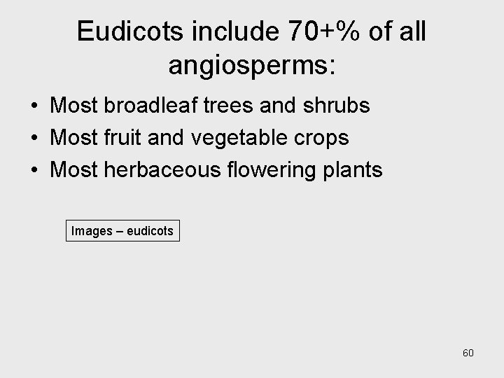 Eudicots include 70+% of all angiosperms: • Most broadleaf trees and shrubs • Most Eudicots include 70+% of all angiosperms: • Most broadleaf trees and shrubs • Most
