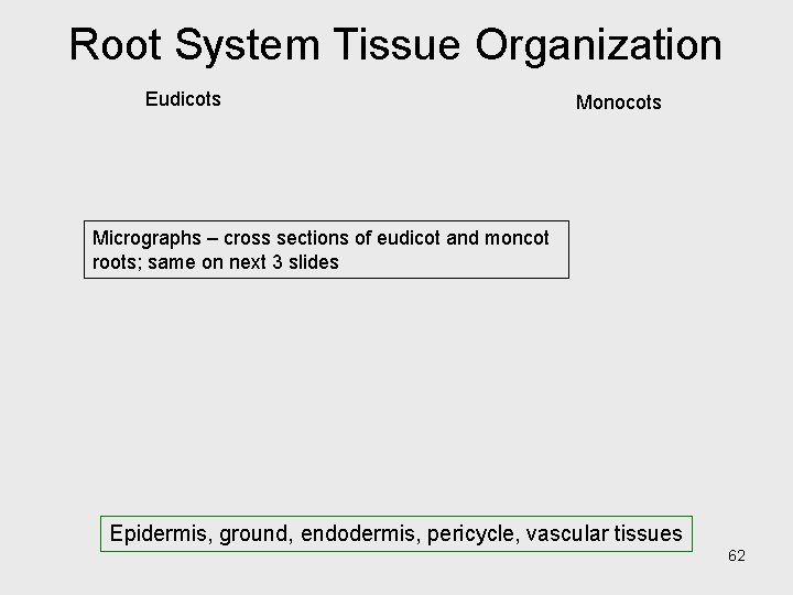 Root System Tissue Organization Eudicots Monocots Micrographs – cross sections of eudicot and moncot Root System Tissue Organization Eudicots Monocots Micrographs – cross sections of eudicot and moncot