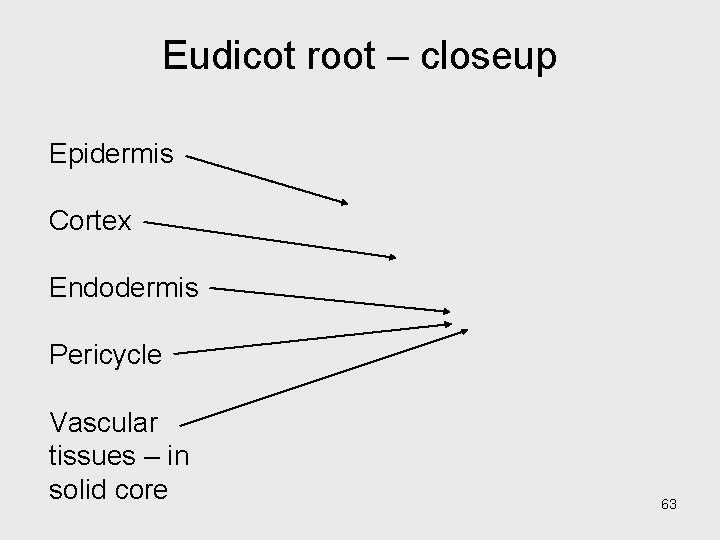 Eudicot root – closeup Epidermis Cortex Endodermis Pericycle Vascular tissues – in solid core Eudicot root – closeup Epidermis Cortex Endodermis Pericycle Vascular tissues – in solid core