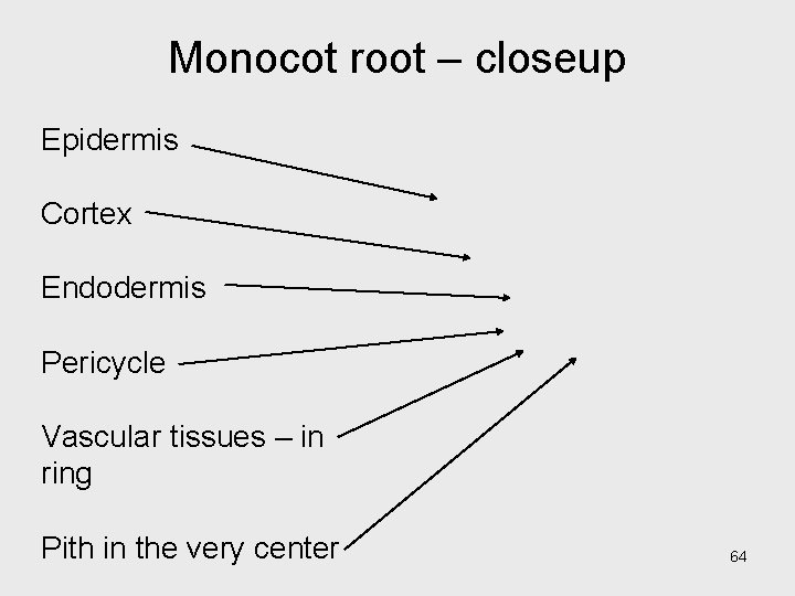Monocot root – closeup Epidermis Cortex Endodermis Pericycle Vascular tissues – in ring Pith Monocot root – closeup Epidermis Cortex Endodermis Pericycle Vascular tissues – in ring Pith