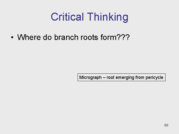 Critical Thinking • Where do branch roots form? ? ? Micrograph – root emerging Critical Thinking • Where do branch roots form? ? ? Micrograph – root emerging