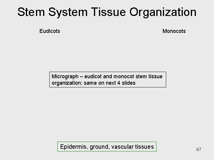 Stem System Tissue Organization Eudicots Monocots Micrograph – eudicot and monocot stem tissue organization; Stem System Tissue Organization Eudicots Monocots Micrograph – eudicot and monocot stem tissue organization;