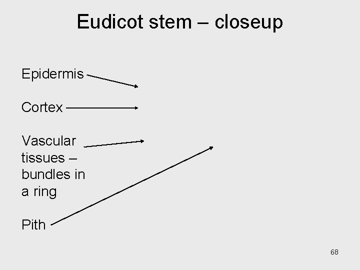 Eudicot stem – closeup Epidermis Cortex Vascular tissues – bundles in a ring Pith Eudicot stem – closeup Epidermis Cortex Vascular tissues – bundles in a ring Pith