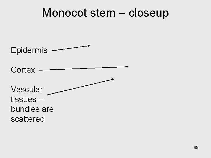 Monocot stem – closeup Epidermis Cortex Vascular tissues – bundles are scattered 69 Monocot stem – closeup Epidermis Cortex Vascular tissues – bundles are scattered 69