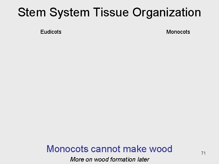 Stem System Tissue Organization Eudicots Monocots cannot make wood More on wood formation later Stem System Tissue Organization Eudicots Monocots cannot make wood More on wood formation later