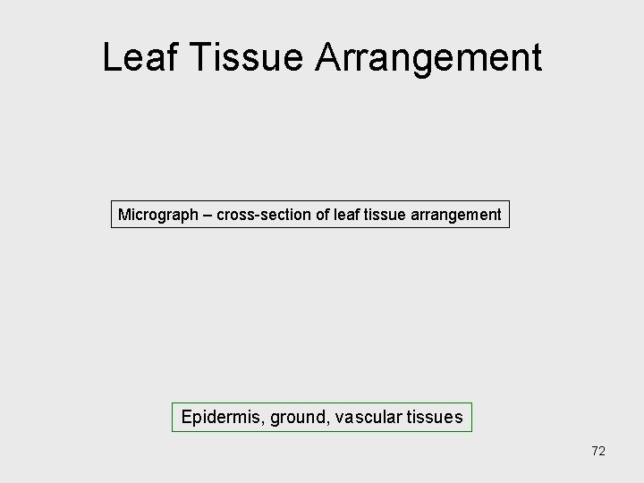 Leaf Tissue Arrangement Micrograph – cross-section of leaf tissue arrangement Epidermis, ground, vascular tissues Leaf Tissue Arrangement Micrograph – cross-section of leaf tissue arrangement Epidermis, ground, vascular tissues