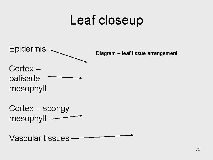 Leaf closeup Epidermis Diagram – leaf tissue arrangement Cortex – palisade mesophyll Cortex – Leaf closeup Epidermis Diagram – leaf tissue arrangement Cortex – palisade mesophyll Cortex –