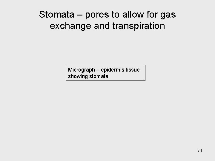 Stomata – pores to allow for gas exchange and transpiration Micrograph – epidermis tissue Stomata – pores to allow for gas exchange and transpiration Micrograph – epidermis tissue