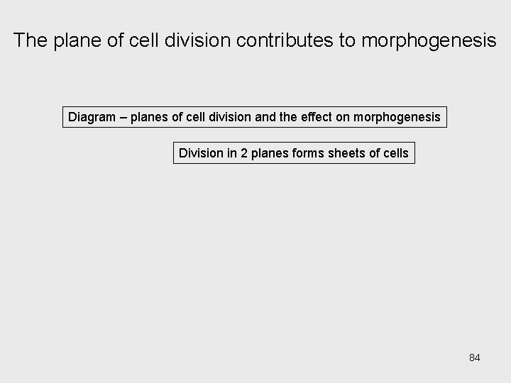 The plane of cell division contributes to morphogenesis Diagram – planes of cell division The plane of cell division contributes to morphogenesis Diagram – planes of cell division